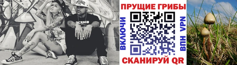 где можно купить   Глазов  Галлюциногенные грибы Magic Shrooms 